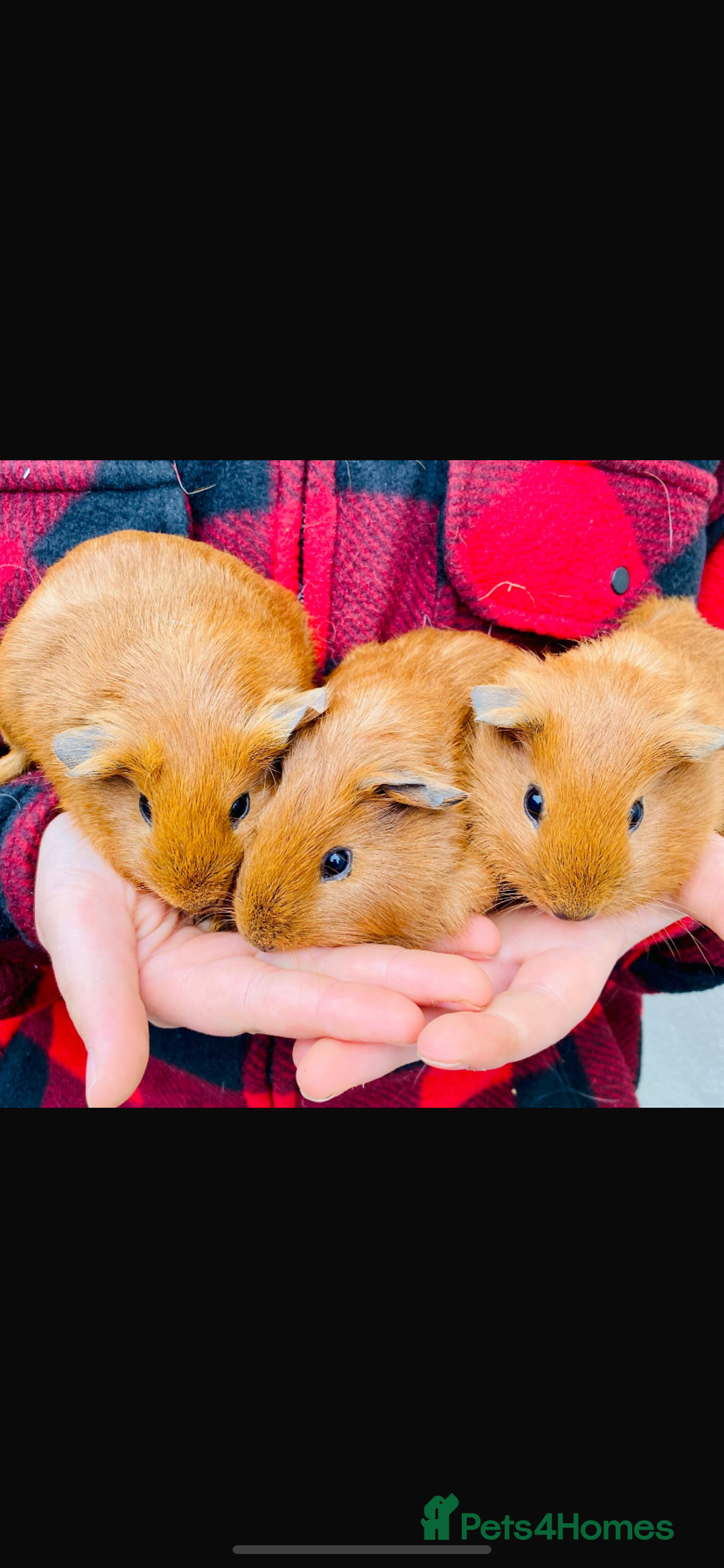 Guinea Pig rodents for sale: 3 Gunie pigs  - Advert 1