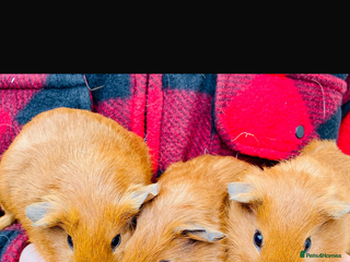 Guinea Pig rodents 3 Gunie pigs - Advert 1