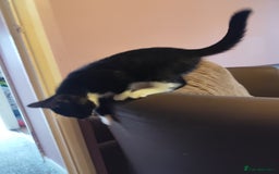 European cats for sale: Kittens for sale  - Image 5