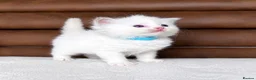 Ragdoll cats for sale: GCCF PEDIGREE RAGDOLL KITTENS - Advert 1
