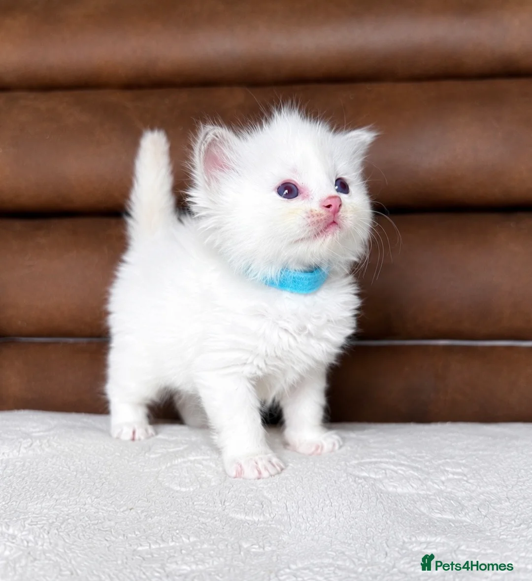 Ragdoll cats for sale: GCCF PEDIGREE RAGDOLL KITTENS - Advert 1