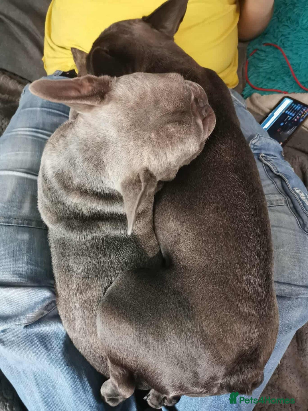 French Bulldog dogs for adoption: ❤️🐶 TILLY & 💙🐶 MARLEY – Two Loving Companions - Advert 4