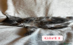 Maine Coon cats for sale: Maine Coon Kittens for Sale TICA  3 Boys & 2 Girls - Image 5