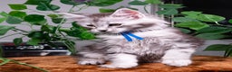 Maine Coon cats for sale: 8 STUNNING PEDIGREE TICA REG MAINE COON KITTENS - Advert 3