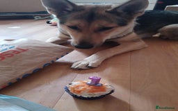 Shepsky dogs for sale: Adorable Friendly Shepsky Needs A New Home - Image 8