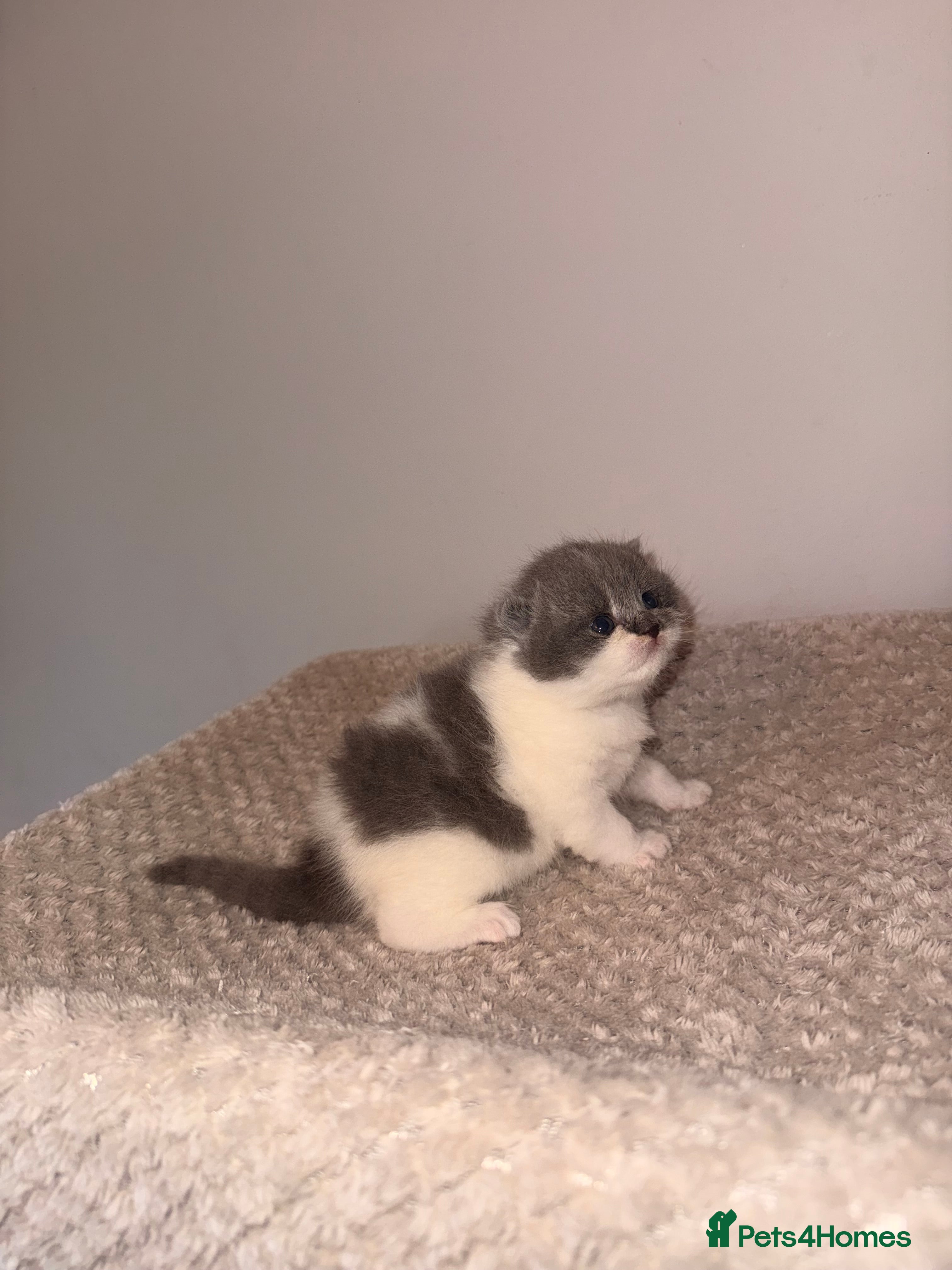 British Shorthair cats GCCF registered bi colour Male  - Advert 9