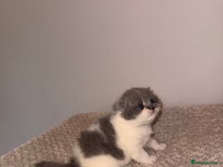 British Shorthair cats GCCF registered bi colour Male - Advert 9