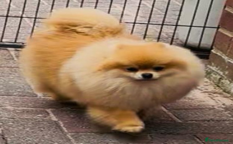 Pomeranian dogs - Advert 6