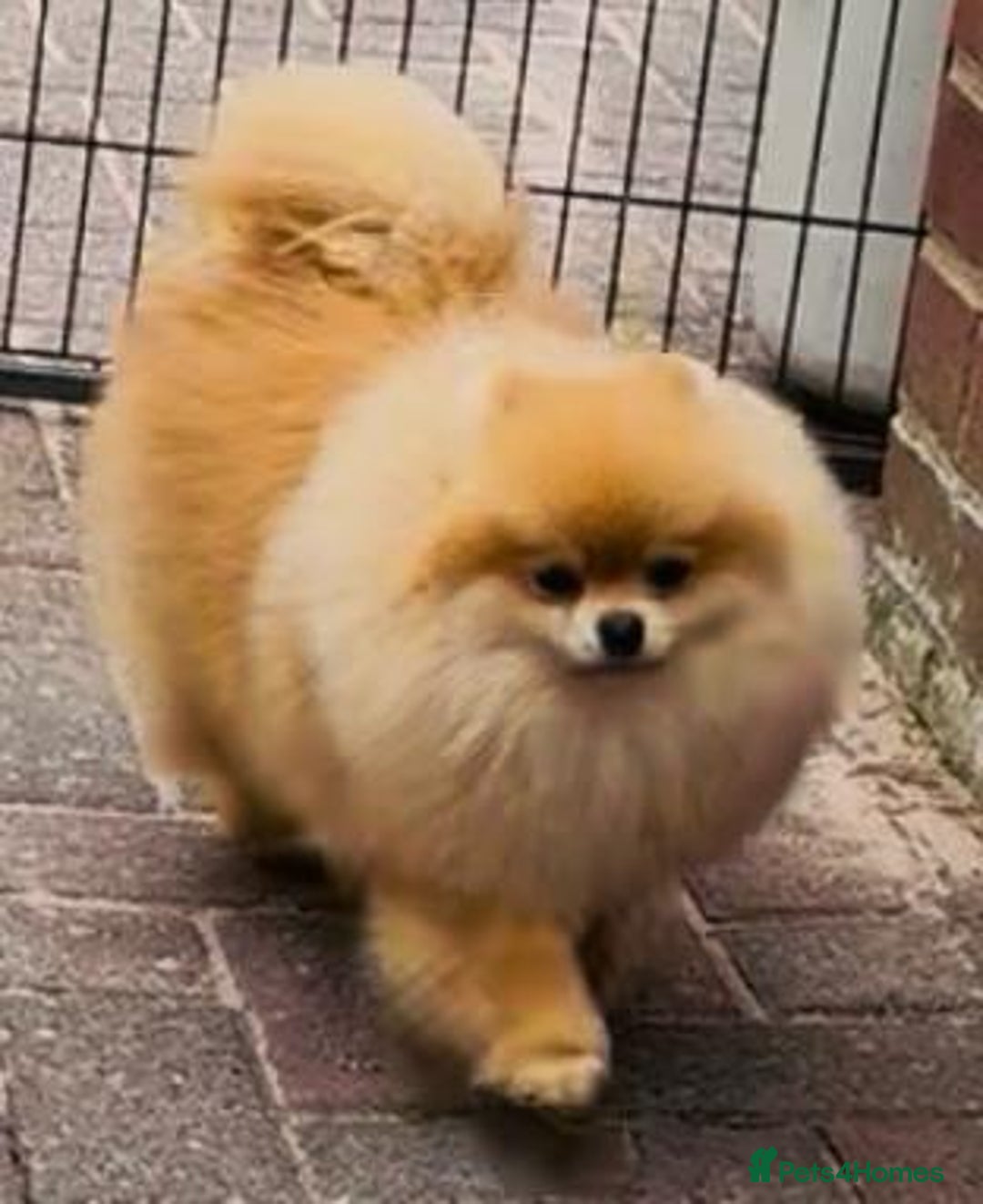 Pomeranian dogs for stud: XXS MICRO Size Champion lines Orange Pomeranian - Image 1