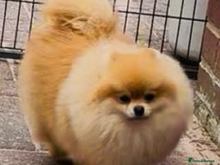 Pomeranian dogs - Advert 1