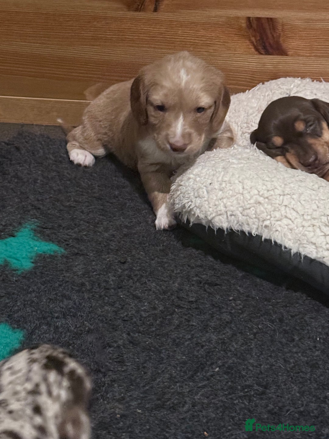 Mixed Breed dogs for sale: Adorable Daschund x spaniel pups  - Advert 25