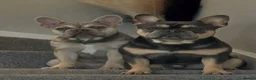 French Bulldog dogs for sale: French bulldog puppies  in Newport - Advert 2