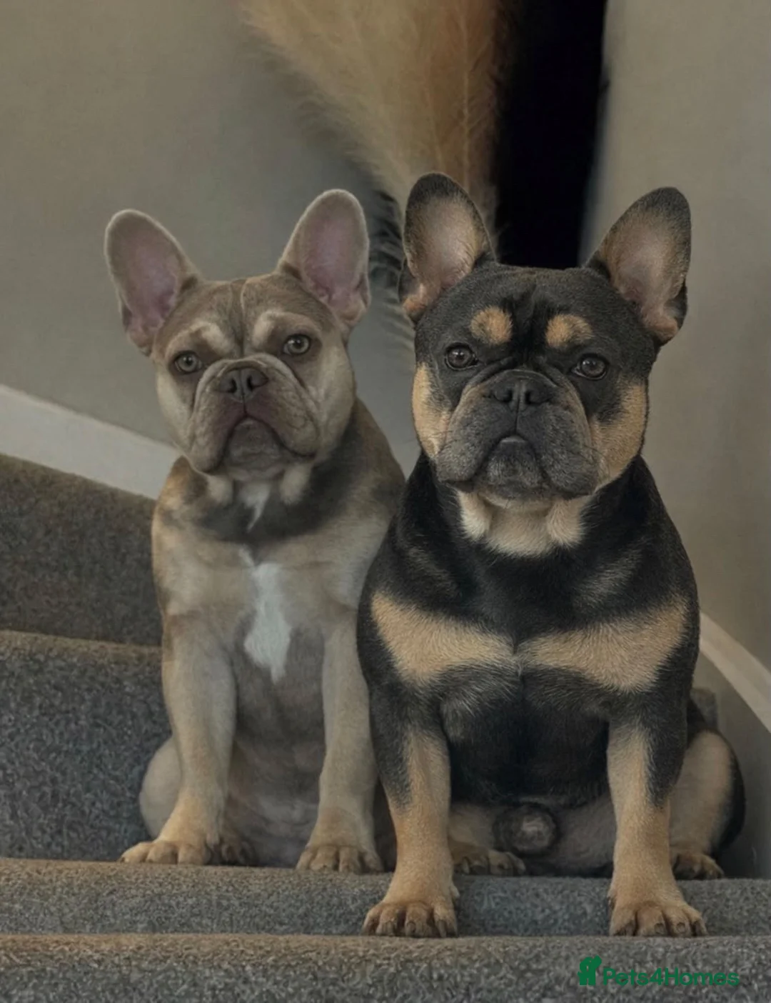 French Bulldog dogs for sale: French bulldog puppies  in Newport - Advert 2
