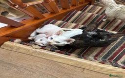 Devon Rex cats for sale: Quintelin Devon Rex - Image 2