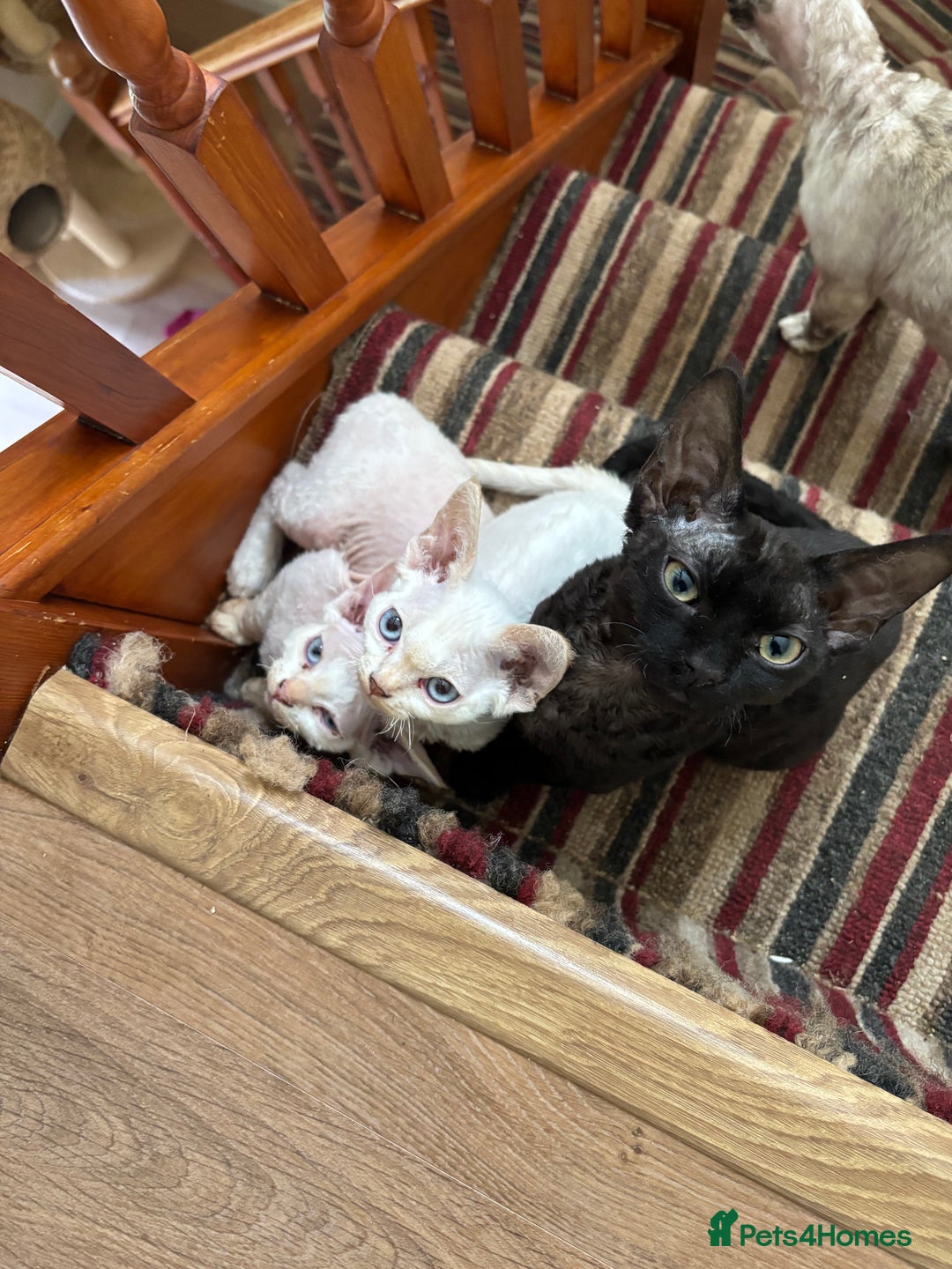 Devon Rex cats for sale: Quintelin Devon Rex - Image 2