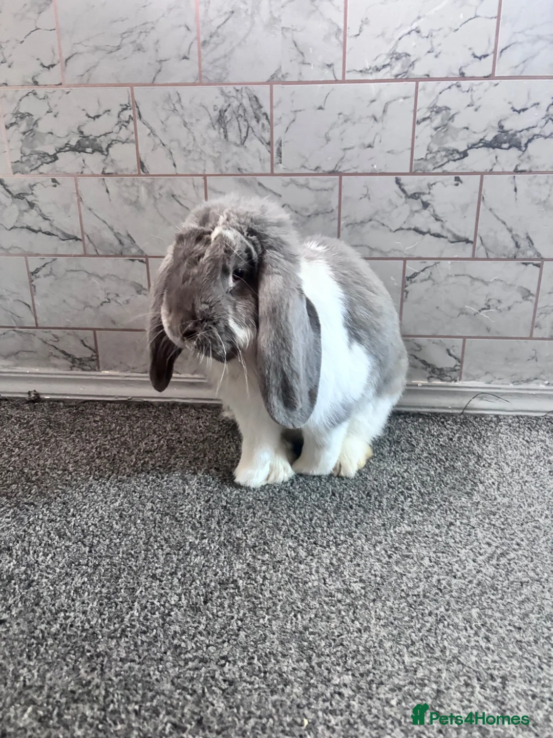 French Lop rabbits for sale: French lop  - Advert 1