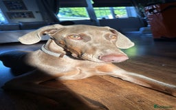 Dobermann dogs for sale: Isabella Male Doberman Puppy - Image 4