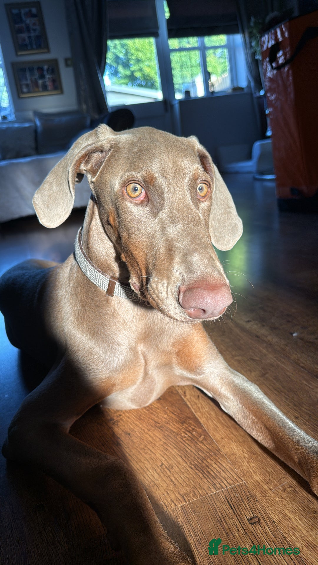 Dobermann dogs for sale: Isabella Male Doberman Puppy - Image 4