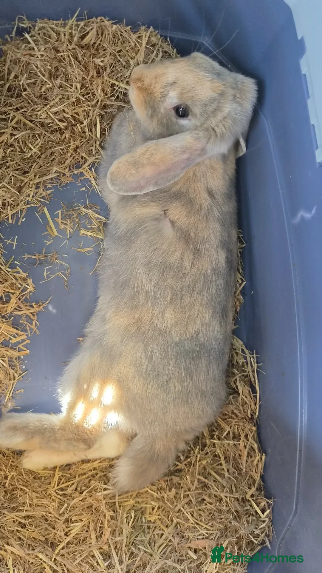 Rex rabbits for sale: 1 lion head rabbit  1 rex and 1 lop  - Advert 2