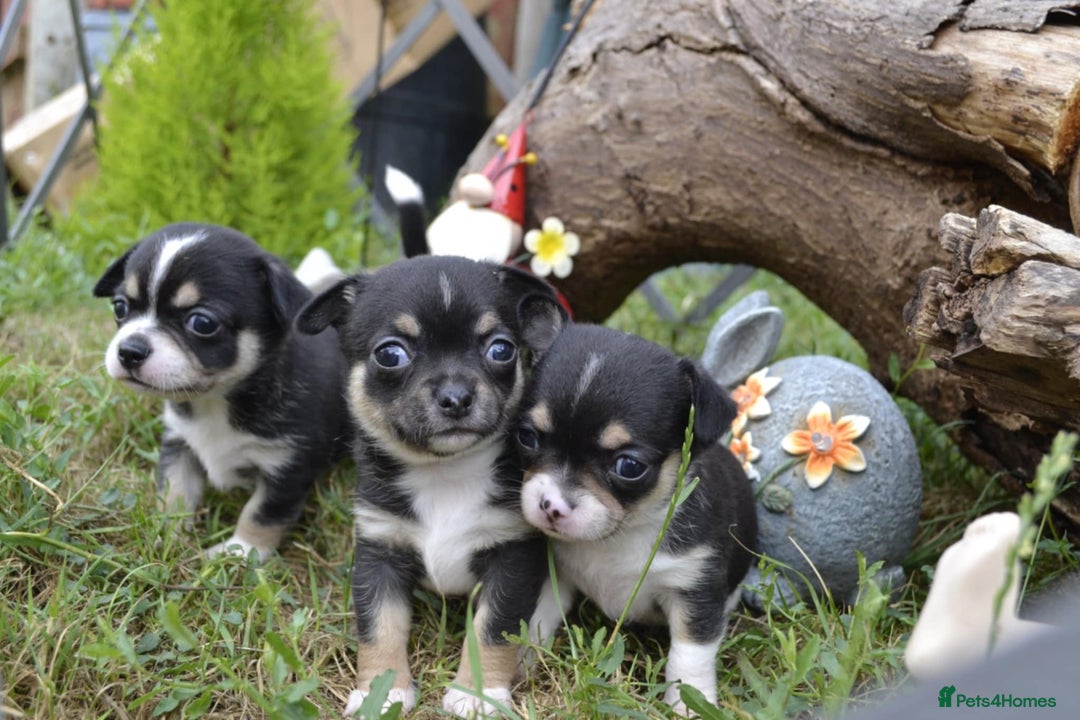 Chihuahua dogs for sale: 3 very beautiful puppy's  - Image 1