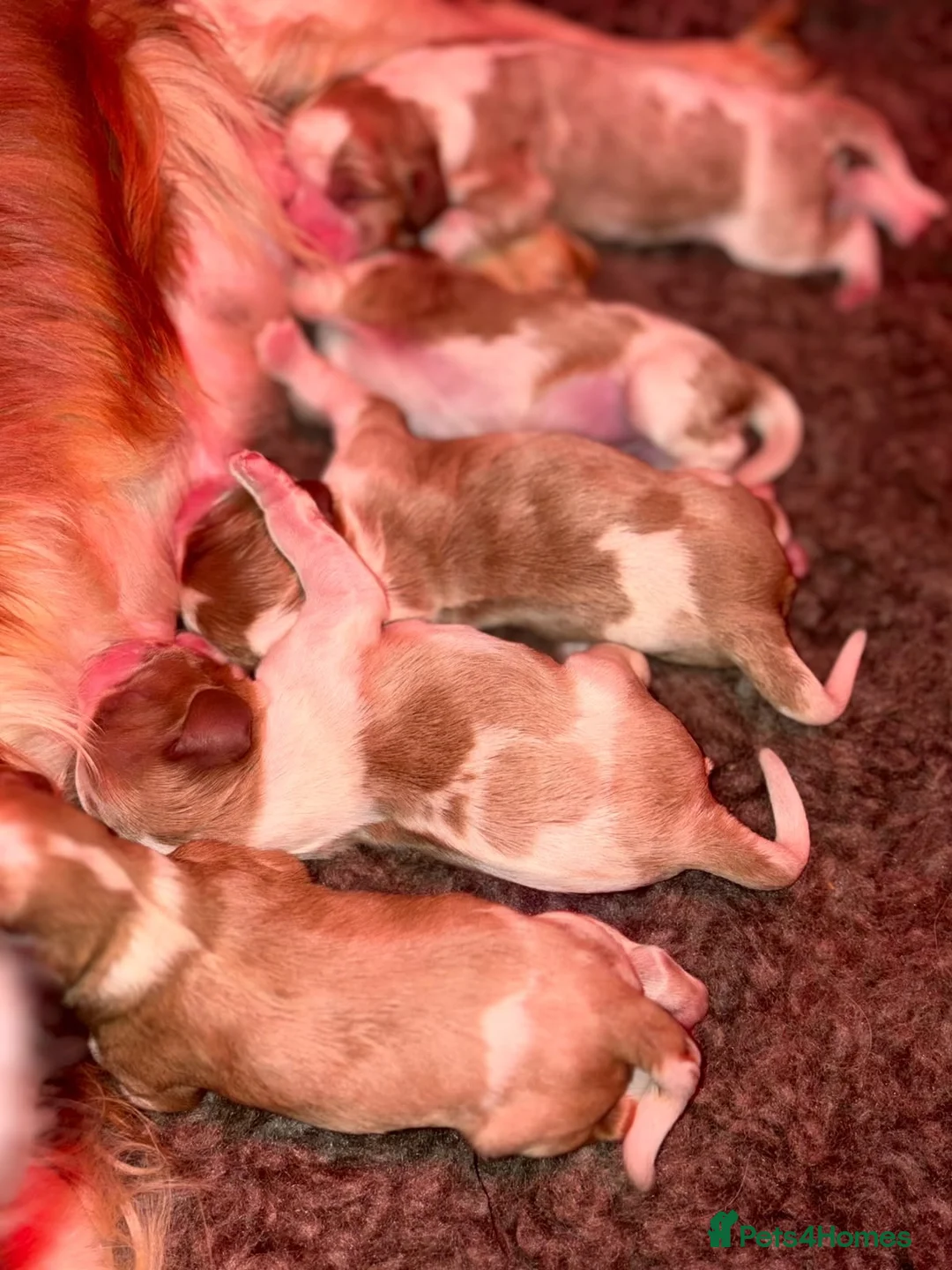 Cavalier King Charles Spaniel dogs for sale: HEALTH TESTED CLEAR cavalier puppies  - Advert 28