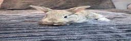 Mixed Breed rabbits for sale: Baby rabbits  - Advert 14