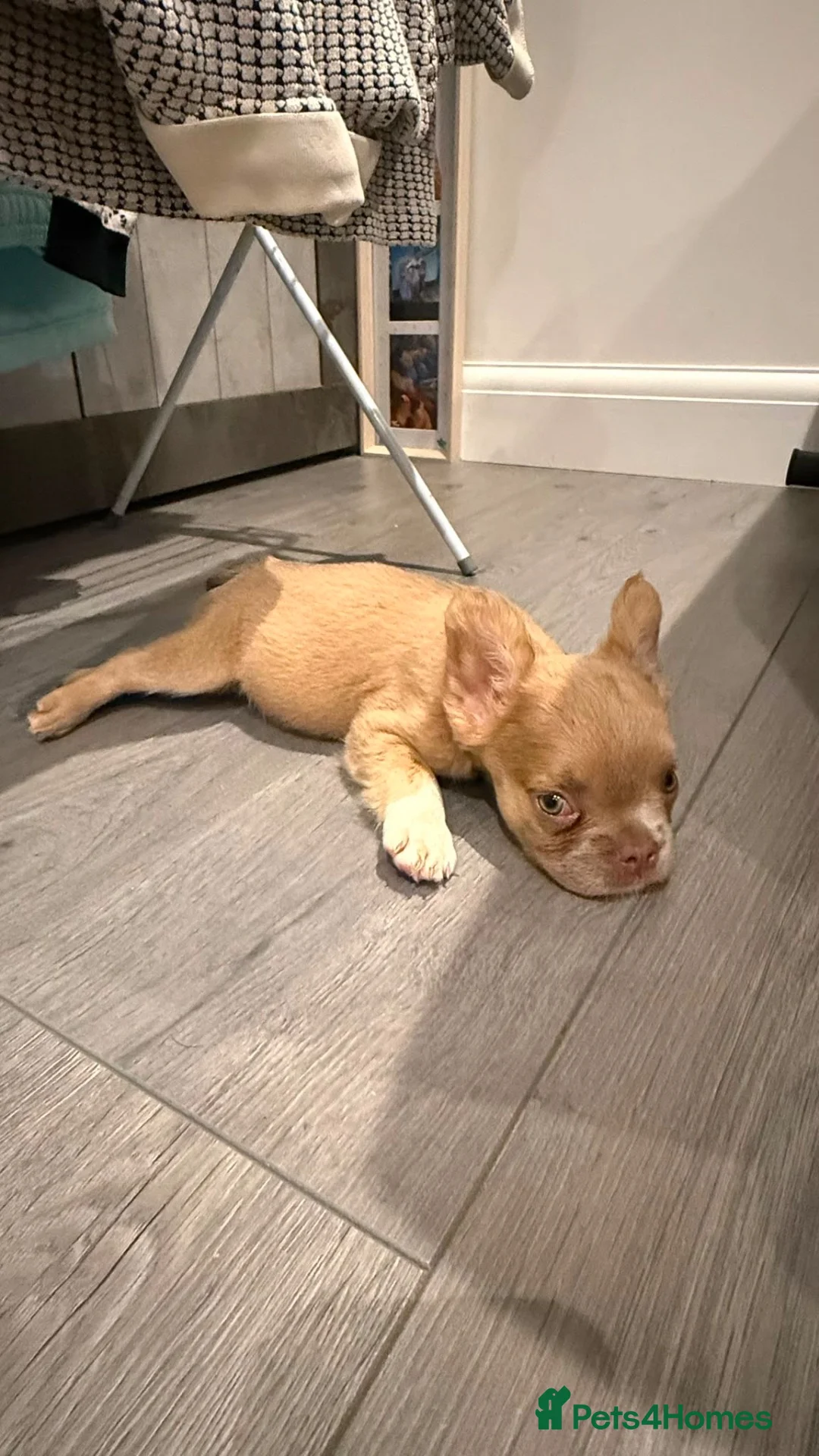 French Bulldog dogs for sale: One female fluffy French bulldog  - Advert 4