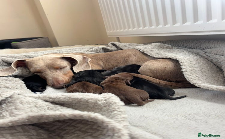 Miniature Dachshund dogs - Advert 3