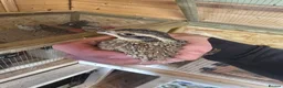 Quail poultry for sale: Quails, Poultry & hatching eggs - Advert 4
