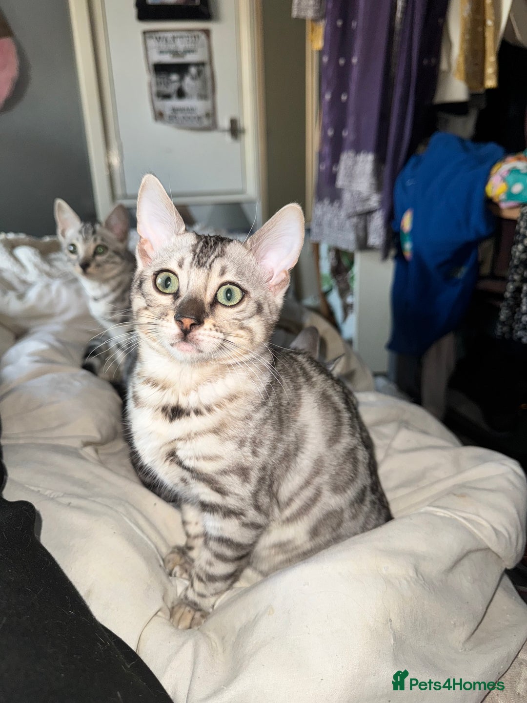 Bengal cats for sale: Tica registered beautiful kittens - Advert 12