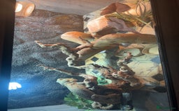Bearded Dragon reptiles for sale: BEARDED DRAGON FOR SALE WITH FULL SETUP  - Image 1