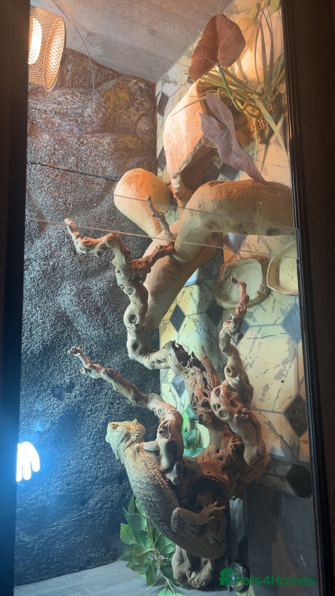 Bearded Dragon reptiles for sale: BEARDED DRAGON FOR SALE WITH FULL SETUP  - Image 1
