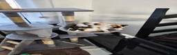 Mixed Breed cats for sale: Mrs Anna - Advert 10