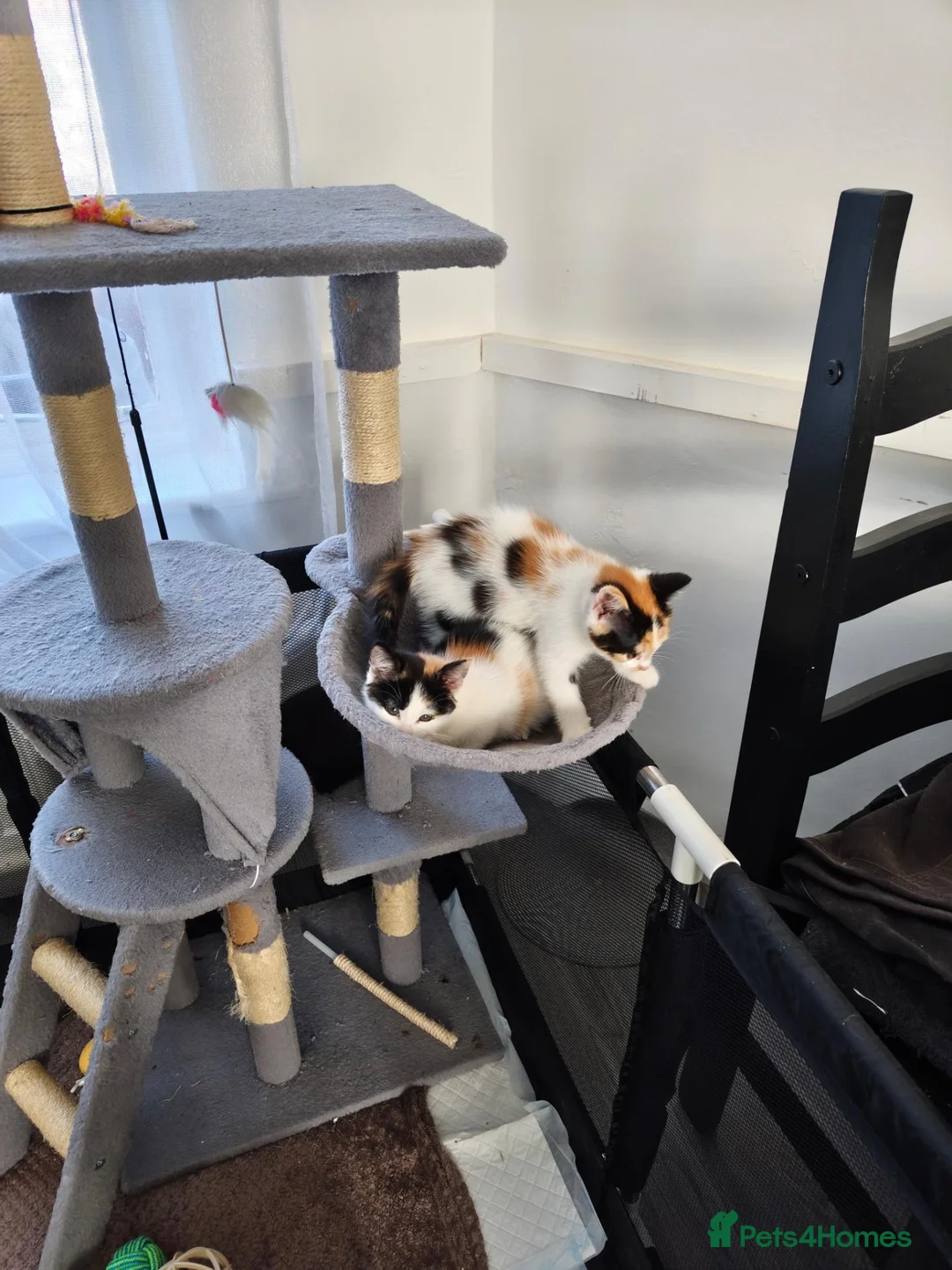 Mixed Breed cats for sale: Mrs Anna - Advert 10