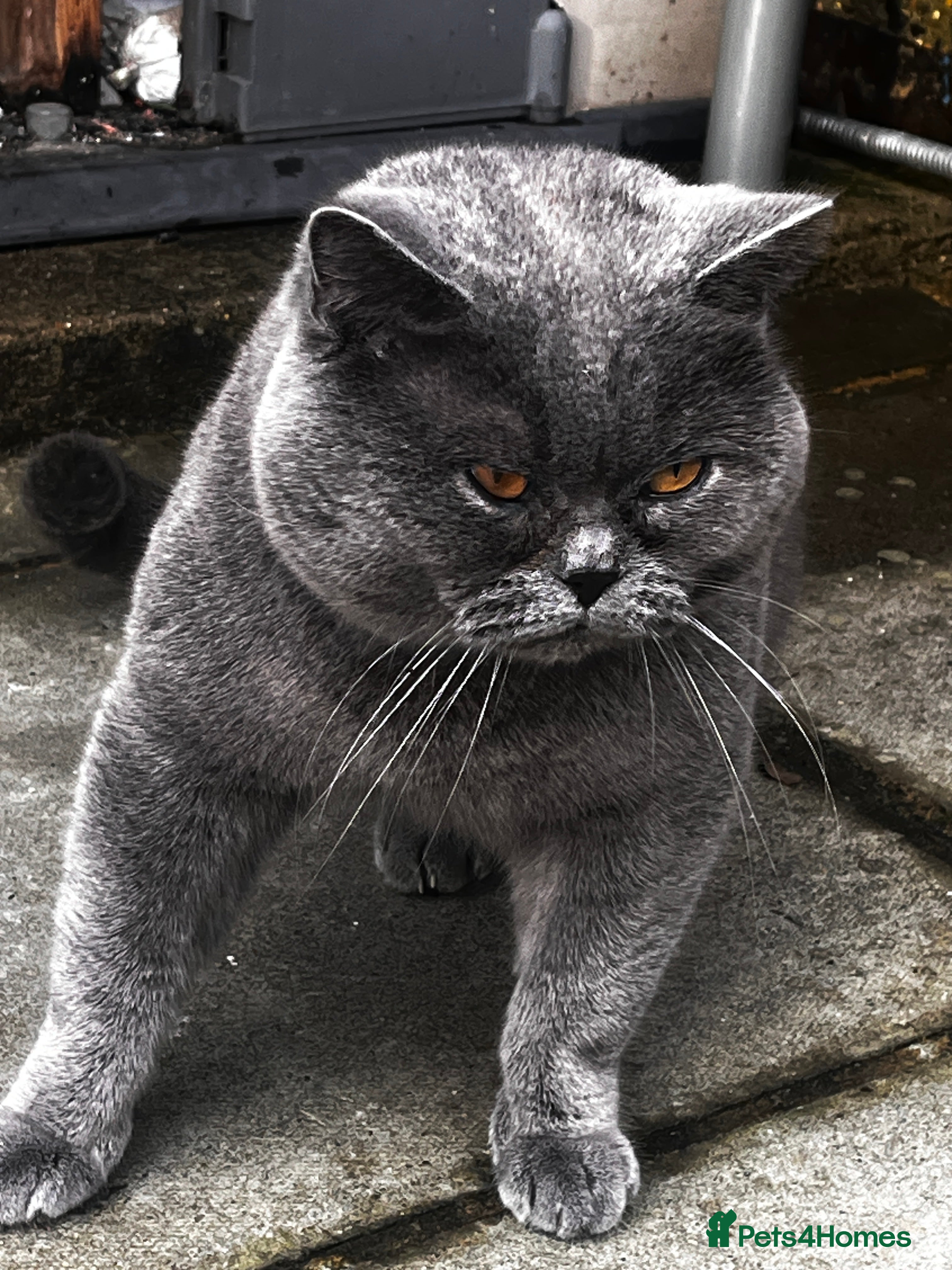 Brazilian Shorthair cats GCCF active boy for stud only £250 07447864988 - Advert 1