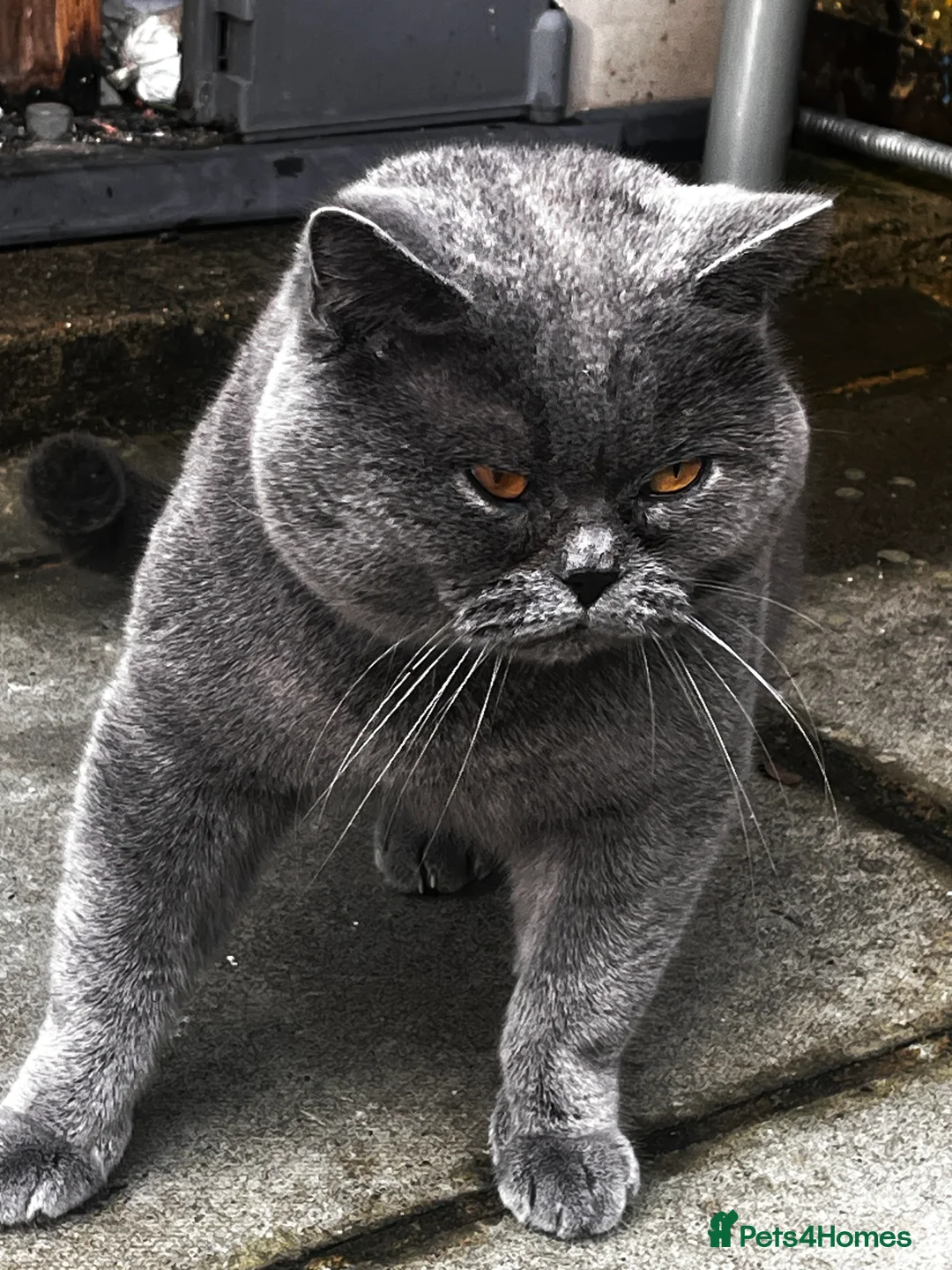 Brazilian Shorthair cats for stud: GCCF active boy for stud only £ **  - Advert 1