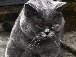 Brazilian Shorthair cats GCCF active boy for stud only £250 07447864988 - Advert 1