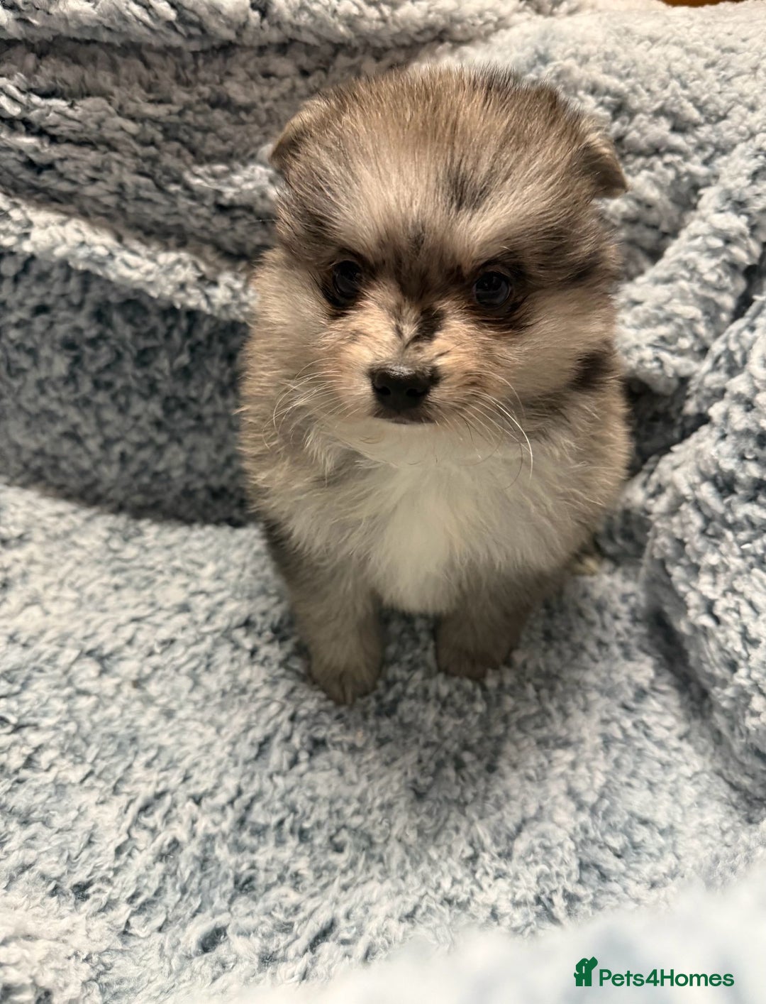 Pomeranian dogs for sale: Puppies Ready for new homes  - Advert 17