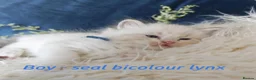 Ragdoll cats for sale: GCCF REGISTERED BEAUTIFUL RAGDOLLS KITTENS  - Advert 14