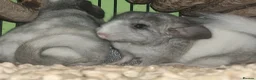 Chinchilla rodents for sale: Cute babies ready for new home in Colchester - Advert 6