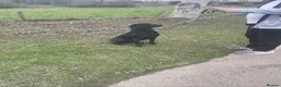 Labrador Retriever dogs for sale: Stunning and lovely male needs a new home in Cardiff - Advert 4