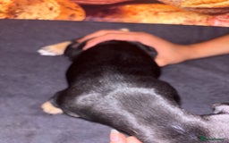 Mixed Breed dogs for sale: Puppies  - Image 6