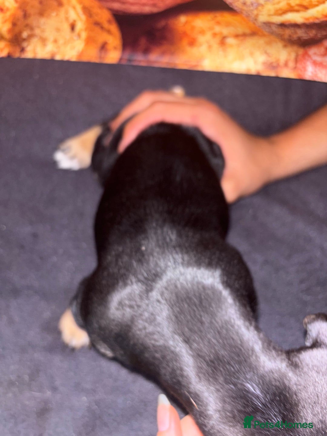 Mixed Breed dogs for sale: Puppies  - Image 6