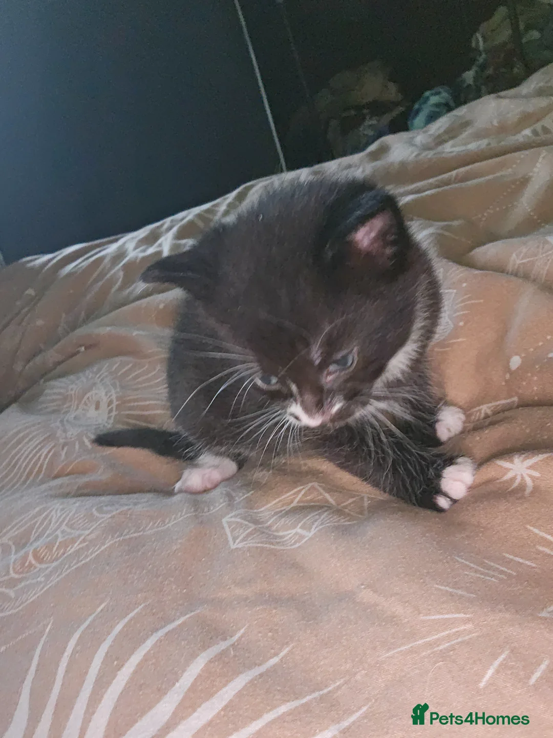 Mixed Breed cats for sale: Beautiful black and white boy  - Advert 2