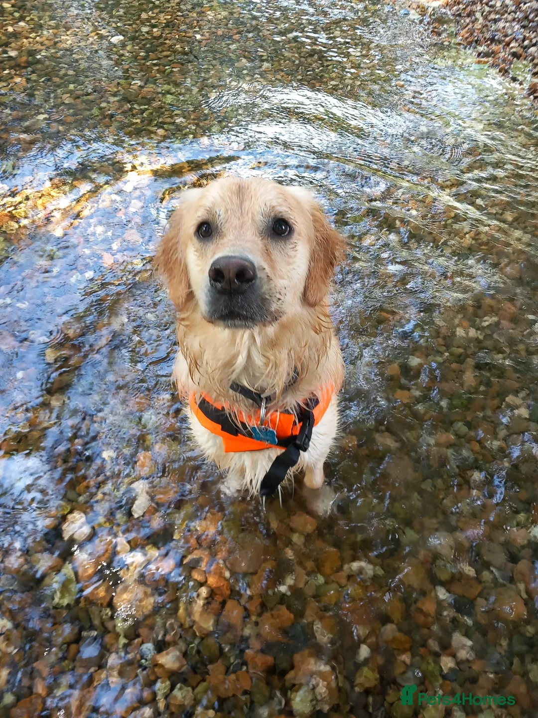 Golden Retriever dogs for sale: Golden retriever’Gus’ looking for a new home - Advert 1