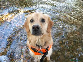 Golden Retriever dogs Golden retriever’Gus’ looking for a new home - Advert 1