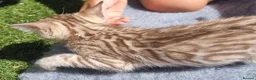 Bengal cats for sale: Beautiful TICA registered Bengal Kittens - Advert 8