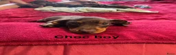 Dachshund dogs for sale: Dachshund puppies boys and girls  - Advert 3
