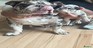 English Bulldog dogs - Advert 2
