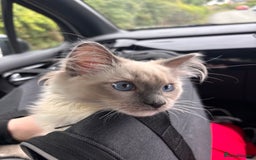 Ragdoll cats for sale: GCCF ragdoll - Image 1